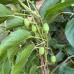 Aktinídia žilnatá - kiwi (Actinidia arguta) ´ISSAI´ - výška 50-80 cm, kont. C3L - SAMOOPELIVÁ